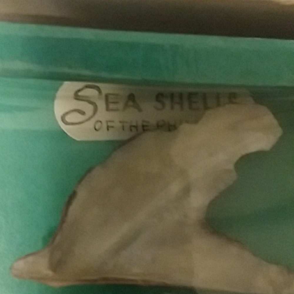 Sea shells - Picture 2 of 4